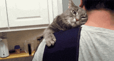 3年前,德国女子农场里救了两只猫猫,结果见证了一个奇妙的变化