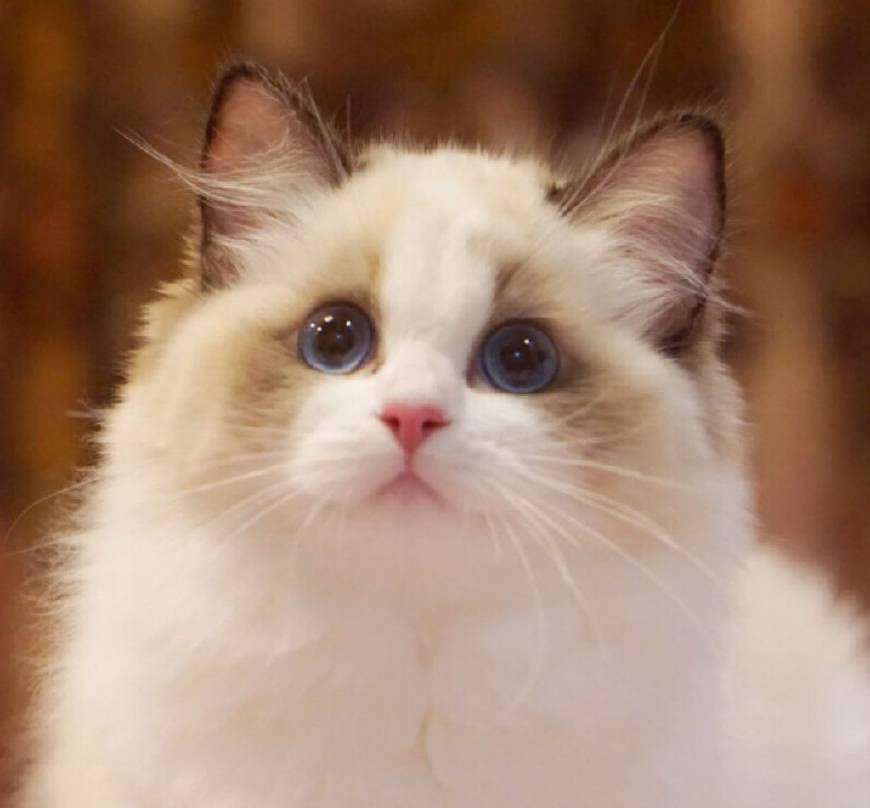 布偶猫被称为仙女喵,简直不要太可爱!_成年