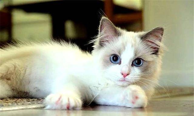 布偶猫不怕疼?并非如此,主人可从三点发现爱猫隐藏的病痛