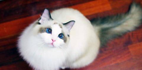 布偶猫颜值高是毋庸置疑的,被称为猫中女神,那颜值和气质可不是盖的