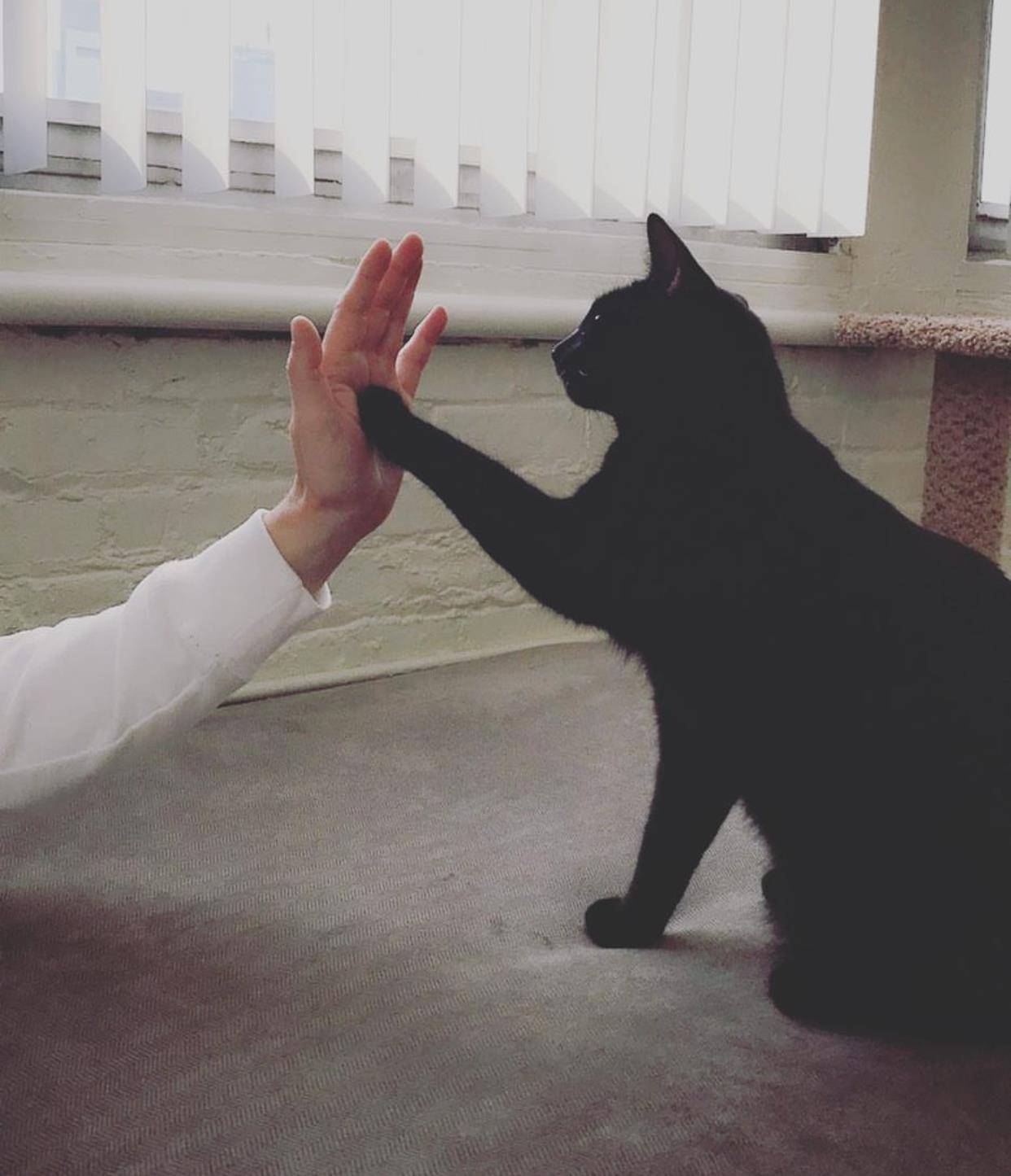 关爱流浪猫,美国某团体近日启动了"猫咪击掌"的有爱活动
