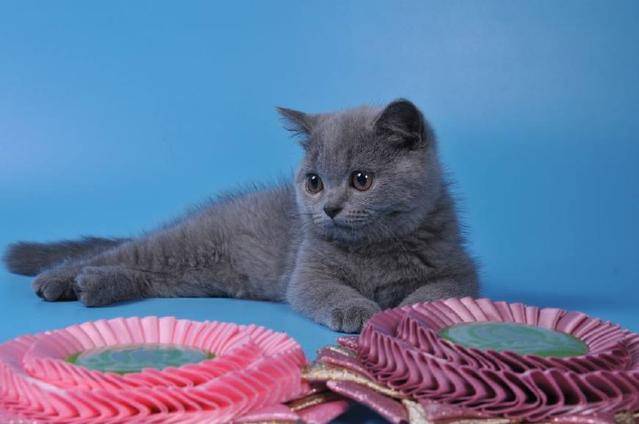 原创可爱蓝猫被五花大绑强行剃毛,猫咪眼神绝望:妈,求你饶了我吧!