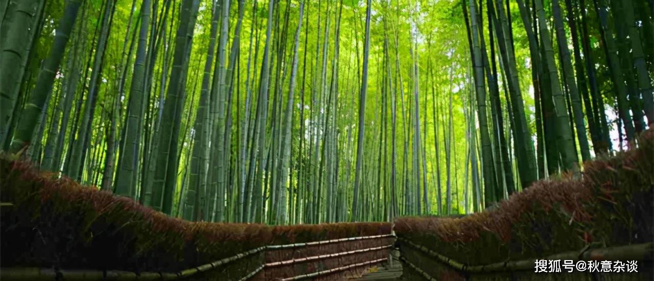原创委内瑞拉天使瀑布,菲律宾长滩岛,日本岚山竹林,旅游清单系列