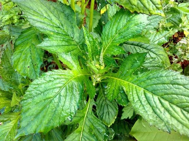 春天吃野菜,3种蒿类少不了,好吃又营养,别不懂吃,错过