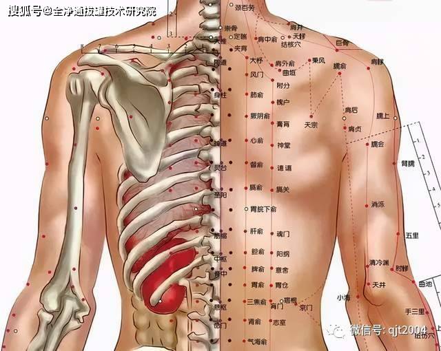 罐疗拔罐:背部走罐贼有讲究