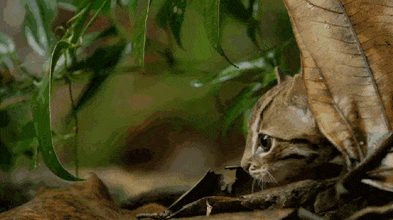 原创猫遇见了别撸赶紧跑