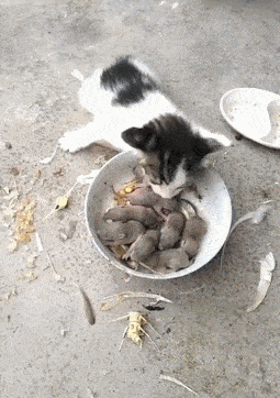 255_362 竖版 竖屏