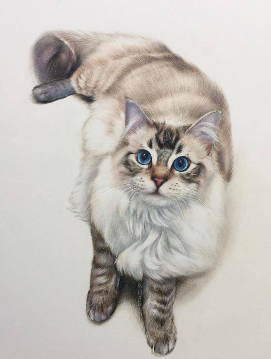 却很少有人会给自家猫咪画像,今天我就来教大家用彩铅画一只可爱的