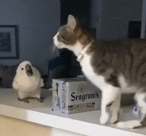 鹦鹉对猫咪的行为百思不得其解 这只鹦鹉看后也是立起了头发,久久不能