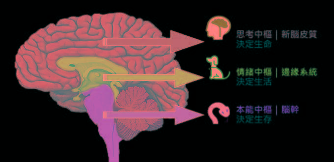 现在,有意思的事情就出现了:对于人类的大脑来说,它的进化记忆始终