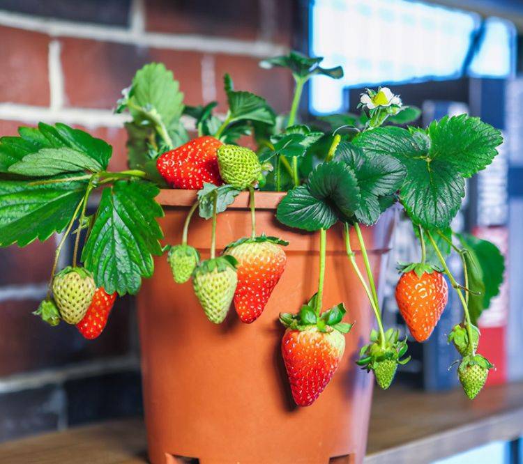 温室生产草莓一棵能结2斤果掌握好技巧阳台盆栽也能高产