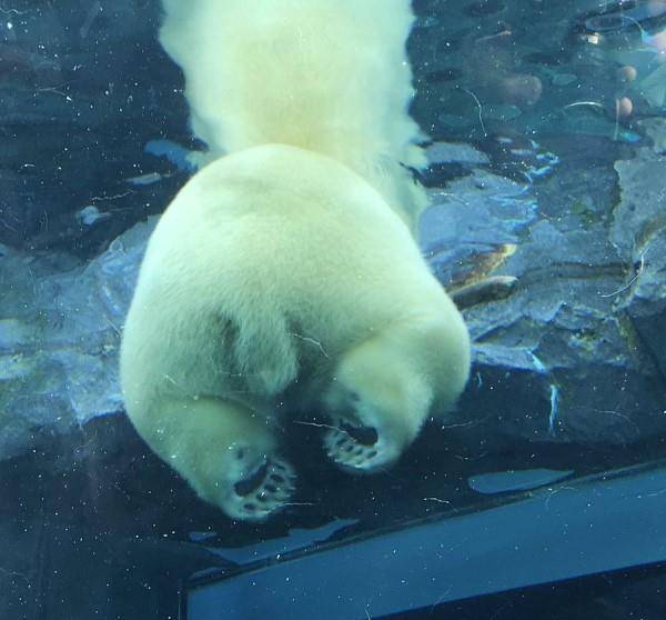 原创日本动物园北极熊屁屁坐玻璃 超萌角度网疯:太疗愈了