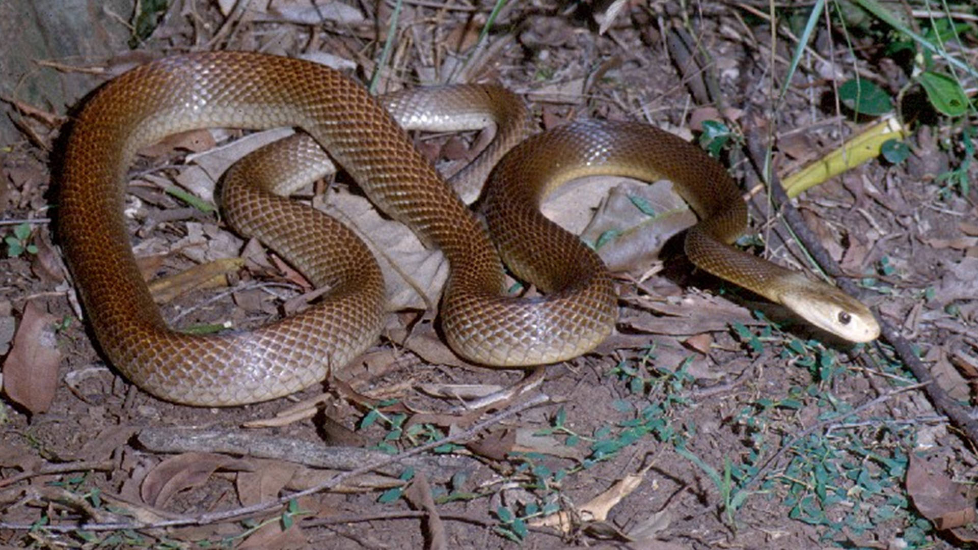 2,圆斑蝰(russell's viper)圆斑蝰也被称作"金钱豹,是世界上最毒的蛇