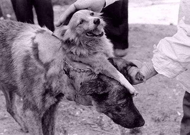 原创冷战期间苏联动物实验双头狗猩猩人溺死活狗后又用输血复活