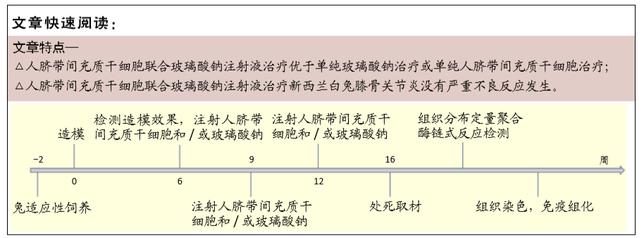 人脐带间充质干细胞联合玻璃酸钠注射液治疗膝骨关节炎