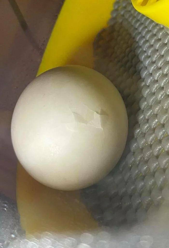 48小时后,当阿黛尔下班回家时,小鸭子已经完全破壳而出了.