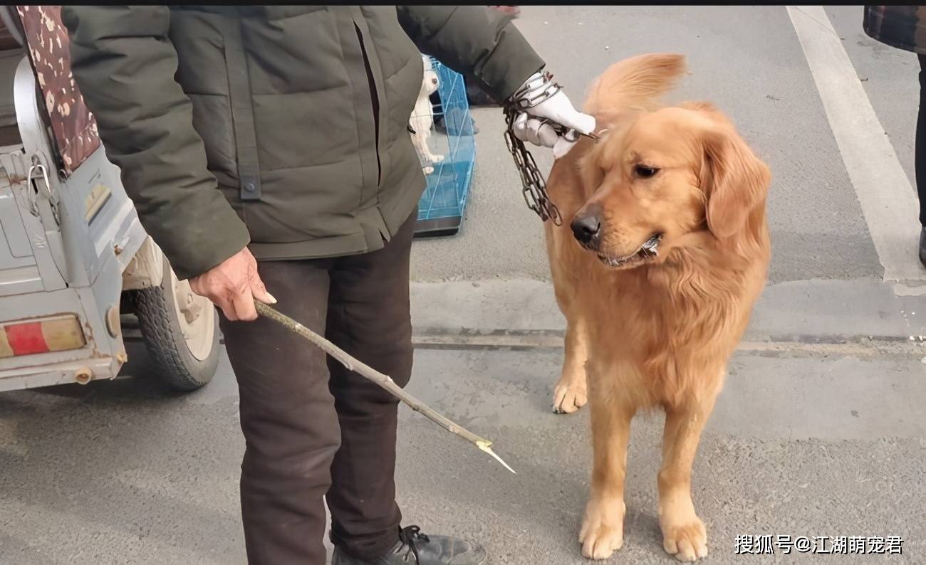 原创为何狗狗面对主人的打骂,不会还手?