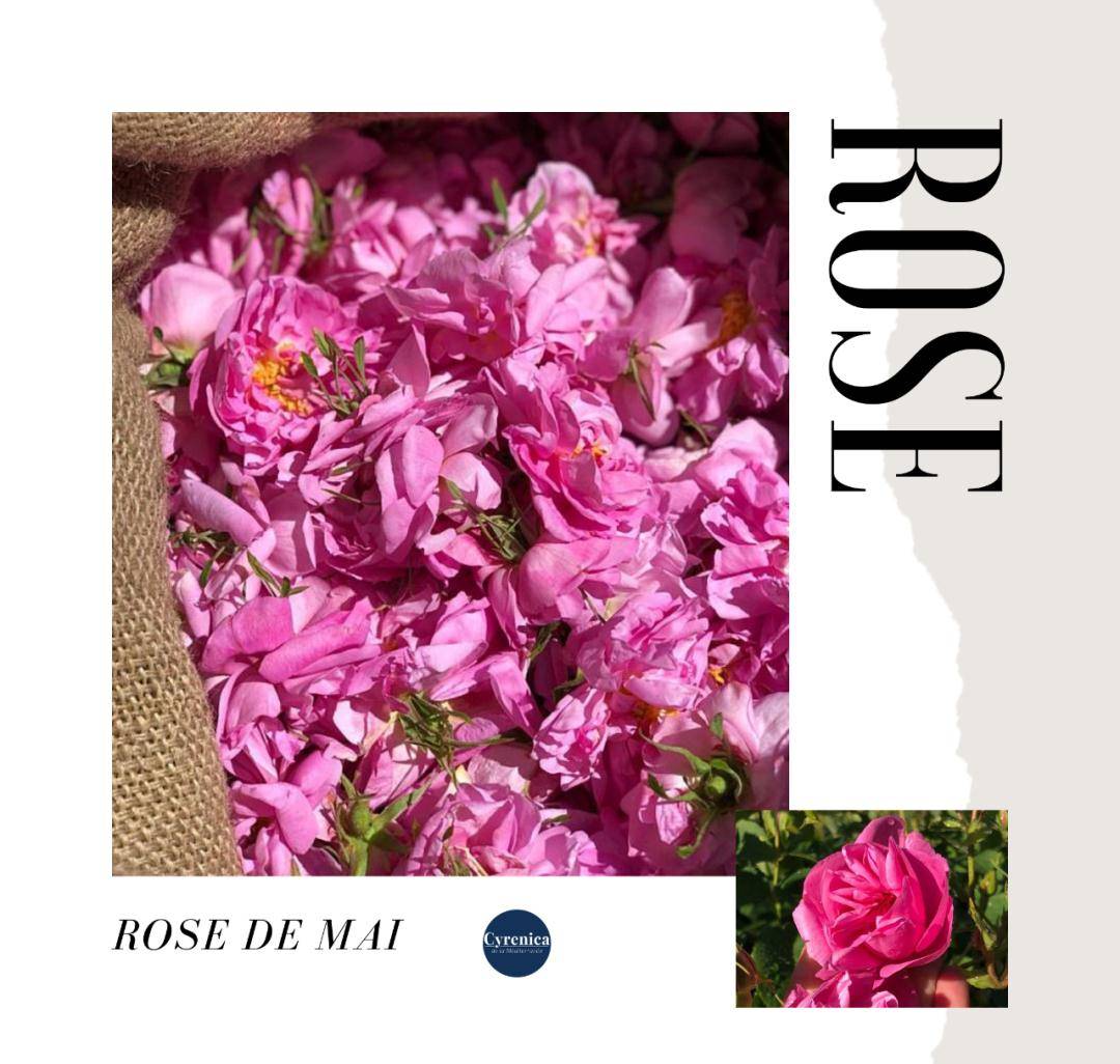 五月玫瑰|入夏后的第一份南法仪式感_格拉斯
