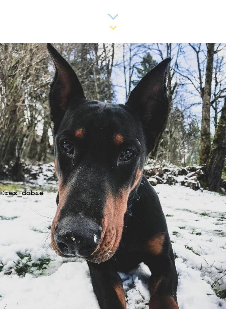 【杜宾犬】超强护卫犬,护卫犬中的战斗犬