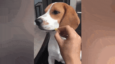 原创主人拿蛋糕喂比格犬,逗两次就甩脸子,狗狗:我不吃了,你吃吧