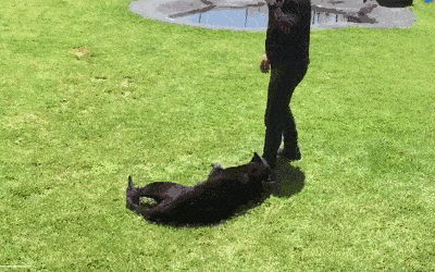 网友:饲养员放开那只大黑猫,让我来!