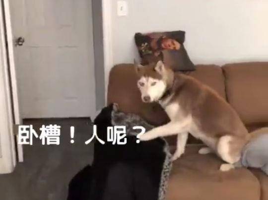 当场二哈就吓得腿软了