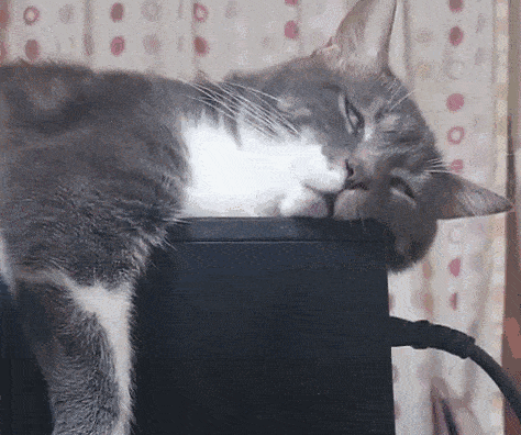 丑得想戒猫都是一脸萌样别人家的小奶猫原来猫咪的睡相还可以这么丑!