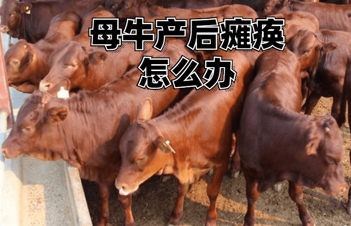 母牛产后瘫痪怎么办治疗方法
