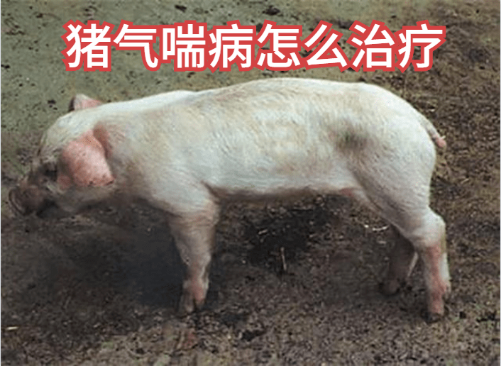 乳猪患上猪喘气病后,不仅影响猪的正常生长发育,还会延长存栏期甚至