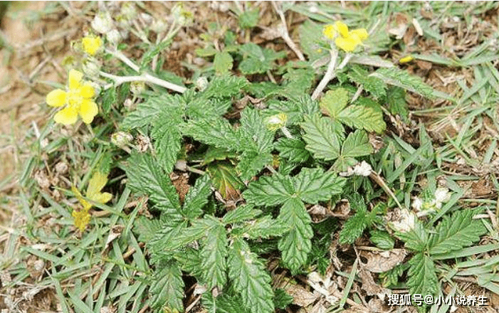 农村这种常见的"野草,能凉血止血,治咳嗽,治痰喘,你认识吗_中草药