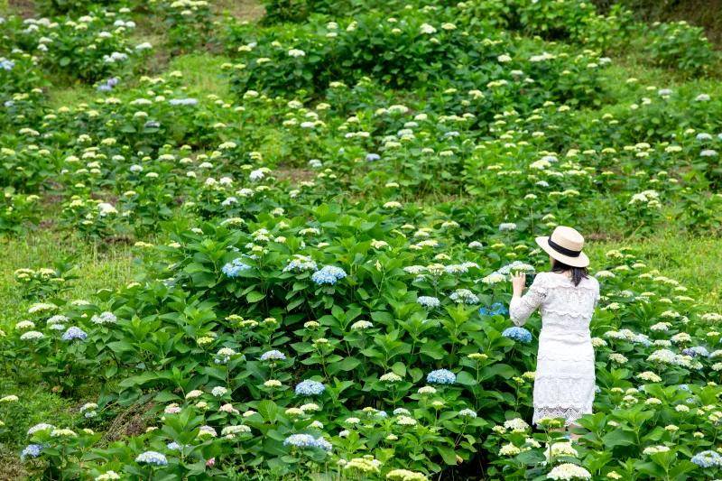 彭州:超大片绣球花海犹如童话世界