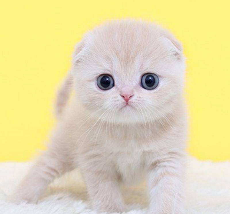 原创10大世界上最可爱的猫咪,简直萌翻了!第一名绝对是它!