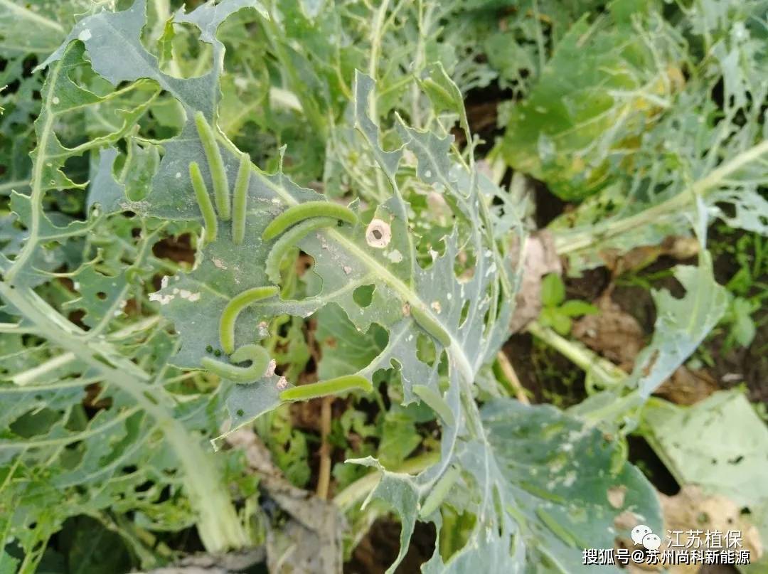 菜青虫 :近期菜青虫虫卵量处于激增期.