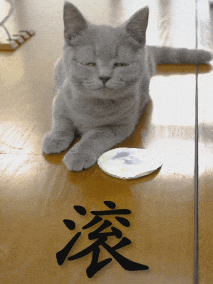 原创狗:我喝酸奶你舔酸奶盖盖skr!猫:呵呵~这操作铲屎官不怕死啊!