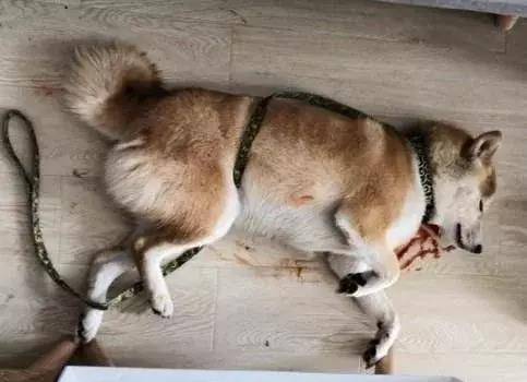 发现柴犬吐血倒地 主人急哭了 下一秒竟然发现狗子的嘴角微微上扬
