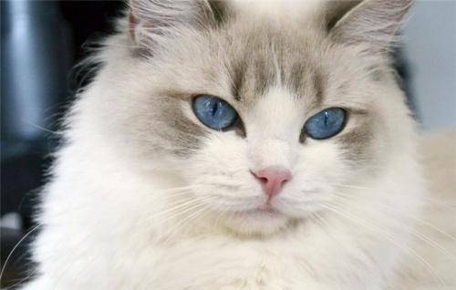 布偶猫 一双拥有沉迷的眼睛!