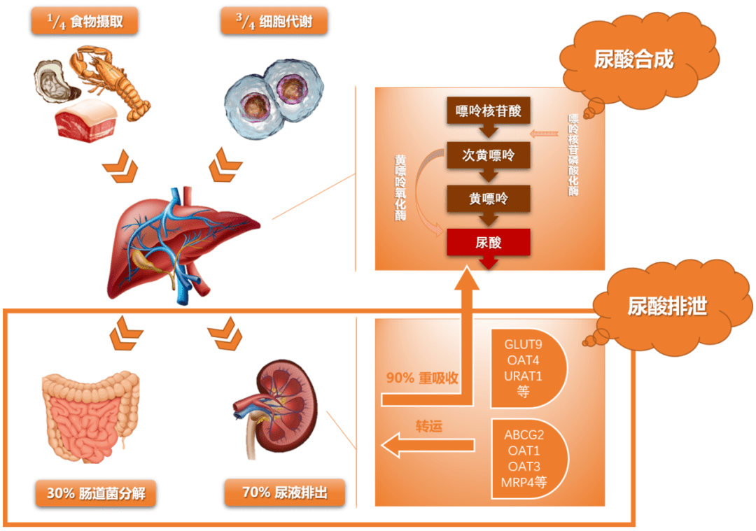 十问十答,全面了解高尿酸血症_代谢