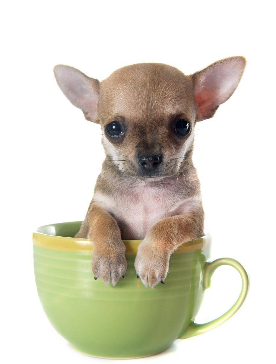 茶杯犬多少钱一只茶杯犬为什么容易死