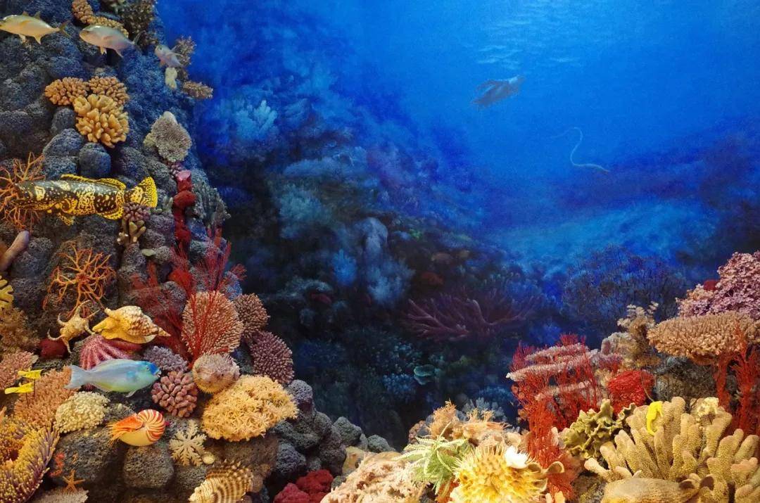 海洋生态 | 珊瑚,珊瑚虫,珊瑚礁,到底有啥区别?_生物圈