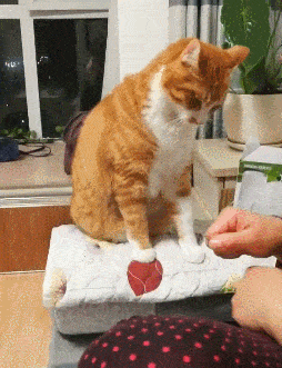 斤斤计较的胖橘猫,被主人咬一口后立刻回咬三口,一点亏也不能吃