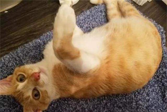 原创橘猫忧伤的站在猫砂盆里不动,主人不明白原因,听完解释羞红了脸