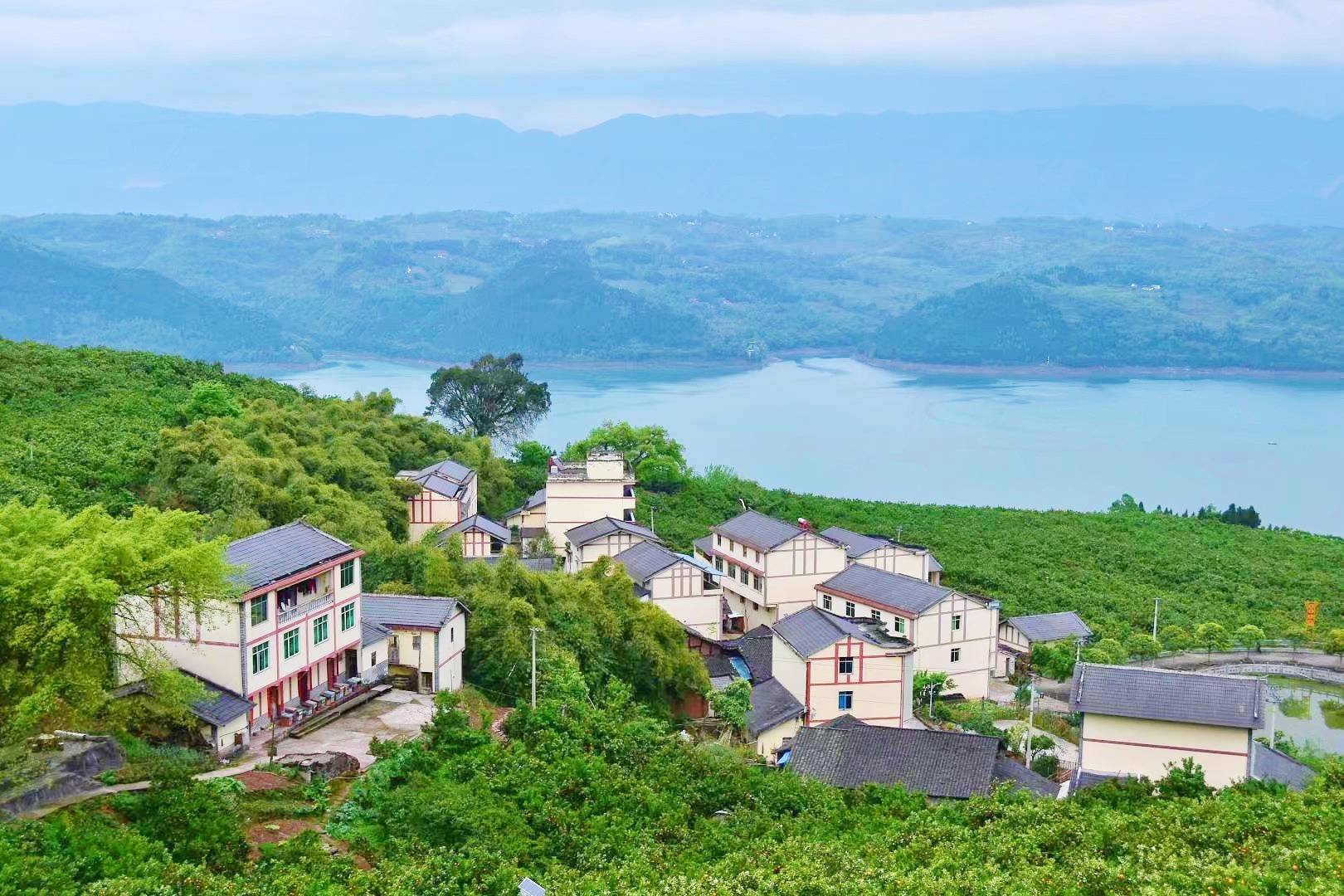 忠县三峡橘海"夏姿"绰约_友谊村