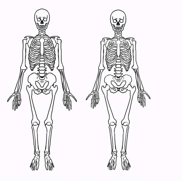 原创男女生形体画法有什么区别教你从人体骨骼区分男女生的画法