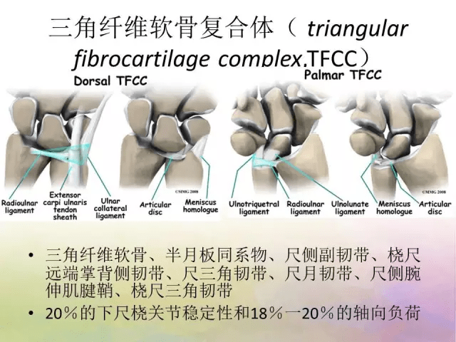 基础学习腕关节解剖详解