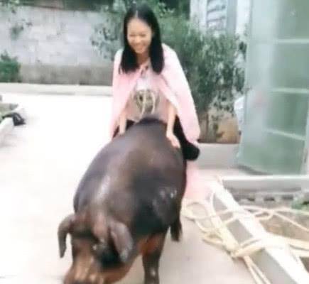 骑猪的少女