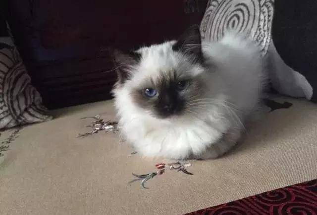 最可爱的猫咪十大排名!世界上最萌的猫在这