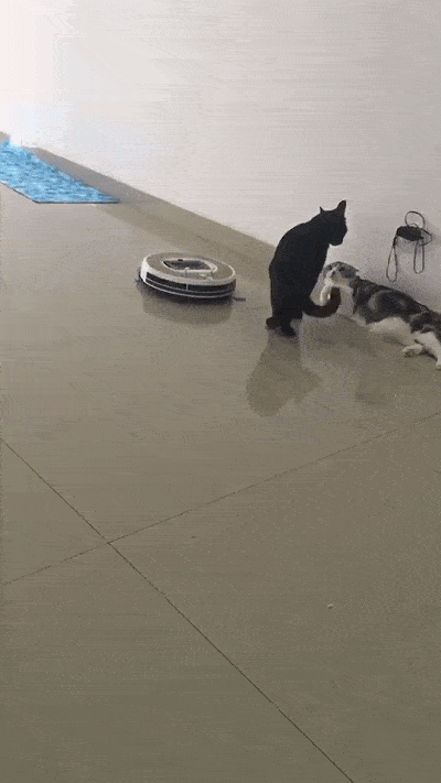 猫咪正在吵架,遇到不速之客!猫: