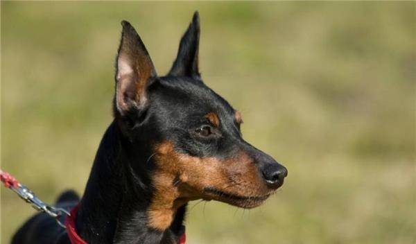 迷你杜宾犬接种疫苗都会因为哪些原因失败呢?