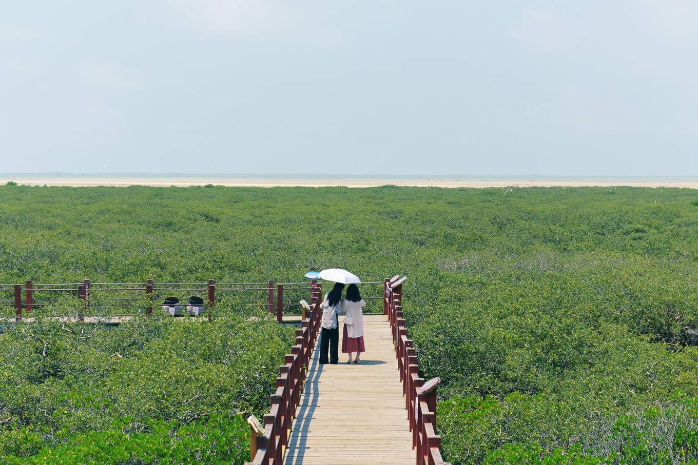 到中国第一滩-北海银滩迎风踏浪,再去北海红树林拾贝捉蟹,体验赶海的