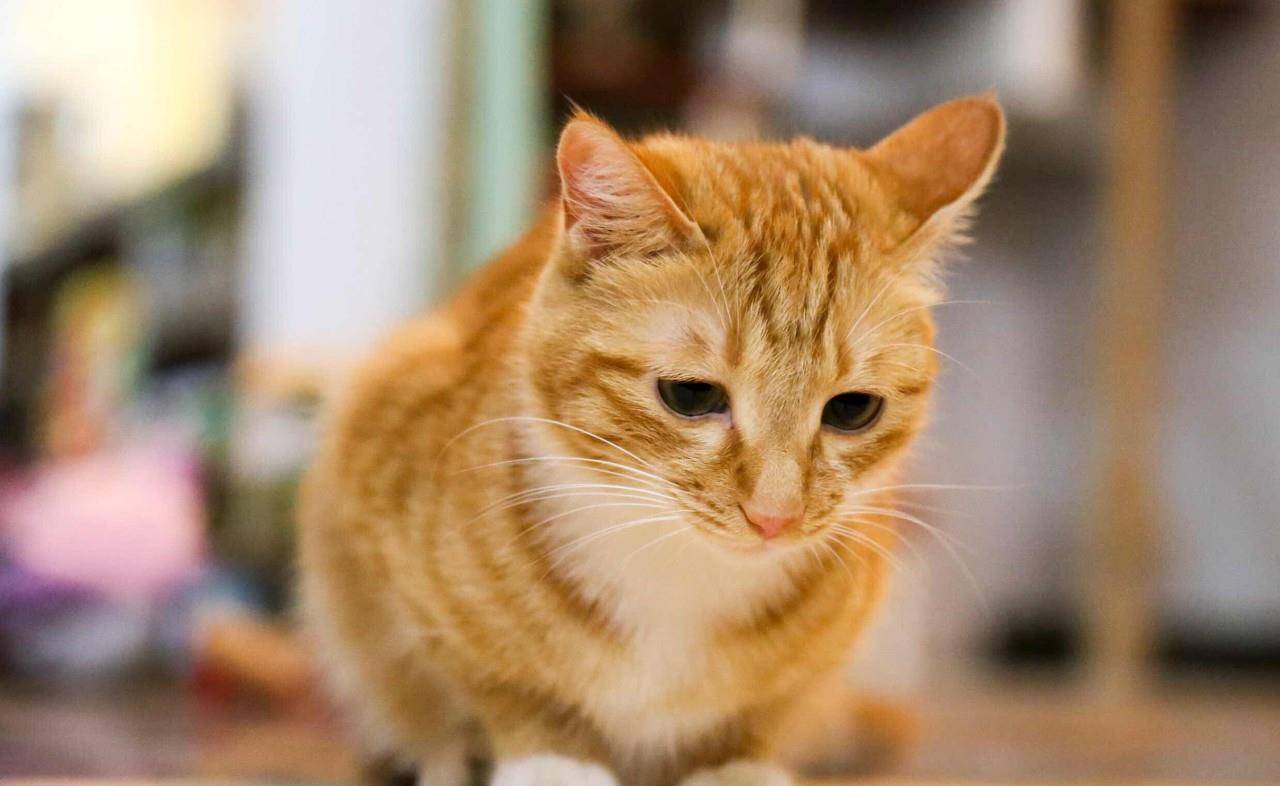 原创中华田园猫之橘色猫咪——黄狸猫